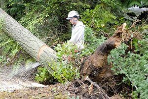 Fishers tree removal